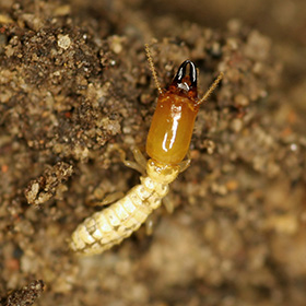 How to Get rid of Termites