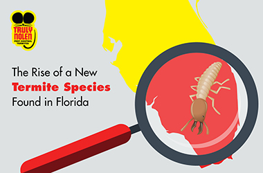 How to Get Rid of Scorpions in the House